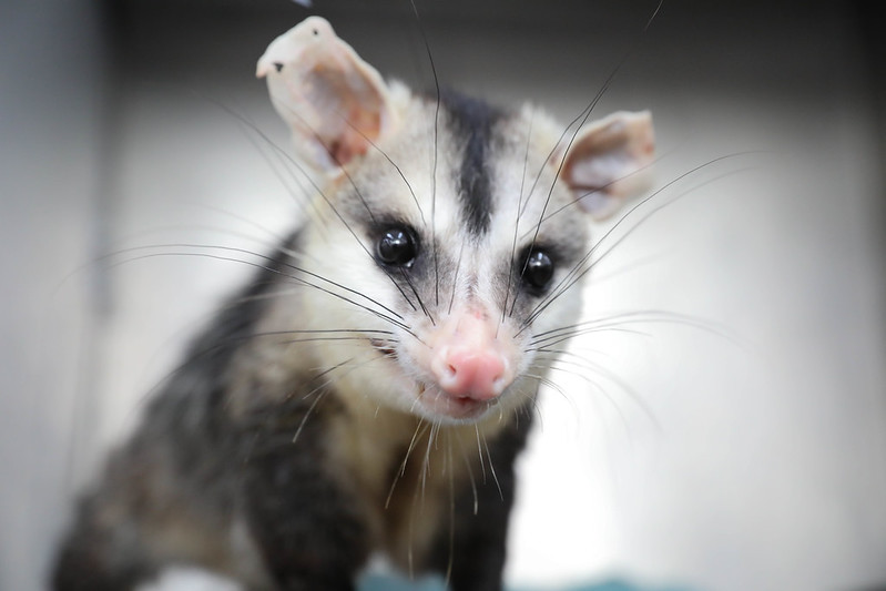 Emergência Animal: Guia Para Resgatar Silvestres em Perigo no DF