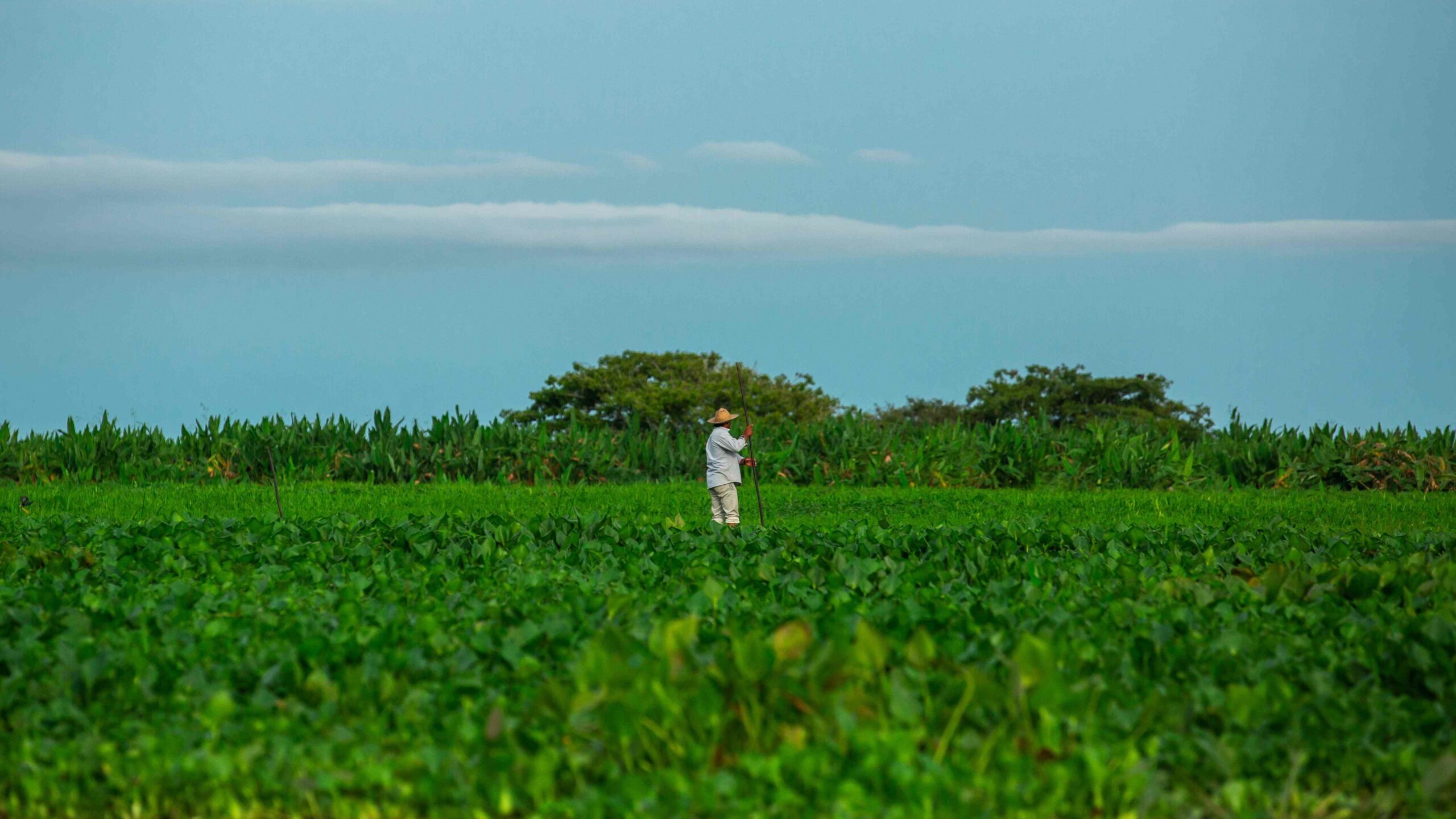 Seguro Rural: Crescimento da Adoção Alavanca Produção Agrícola no Brasil