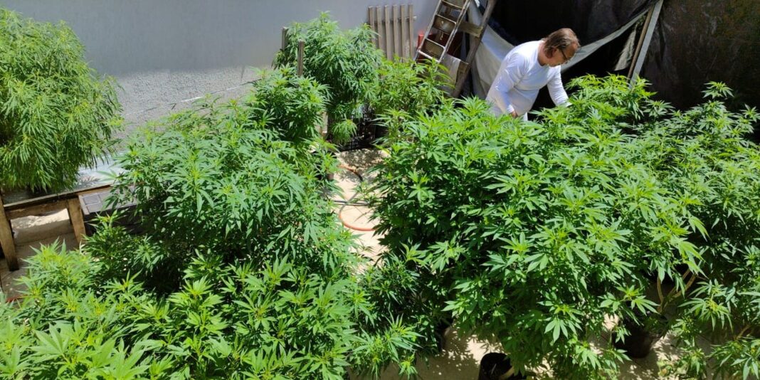 Feira em Fortaleza promove discussão sobre políticas de drogas e justiça social