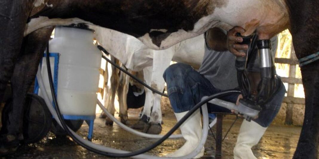 Produção de leite atinge recorde apesar da diminuição no número de vacas ordenhadas