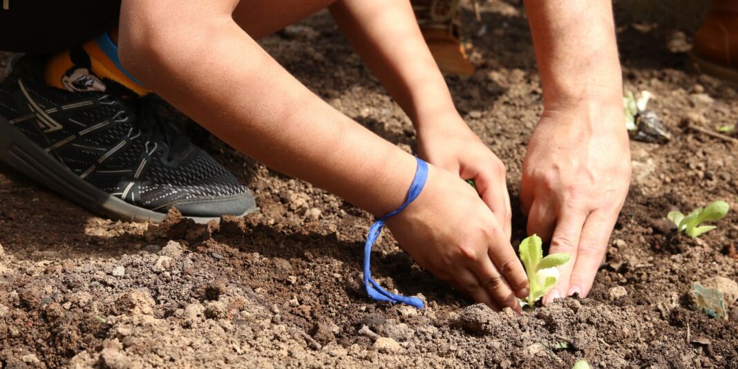 Entidades pedem apoio de candidatos para a defesa da agroecologia