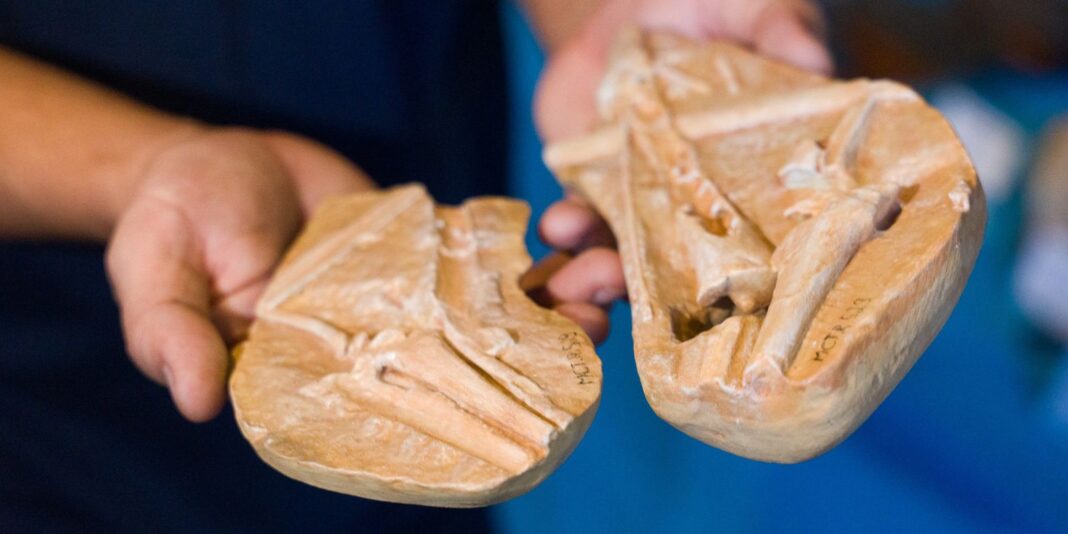 Museu de Ciências da Terra apresenta exposição de dinossauros no Morro da Urca, no Rio de Janeiro