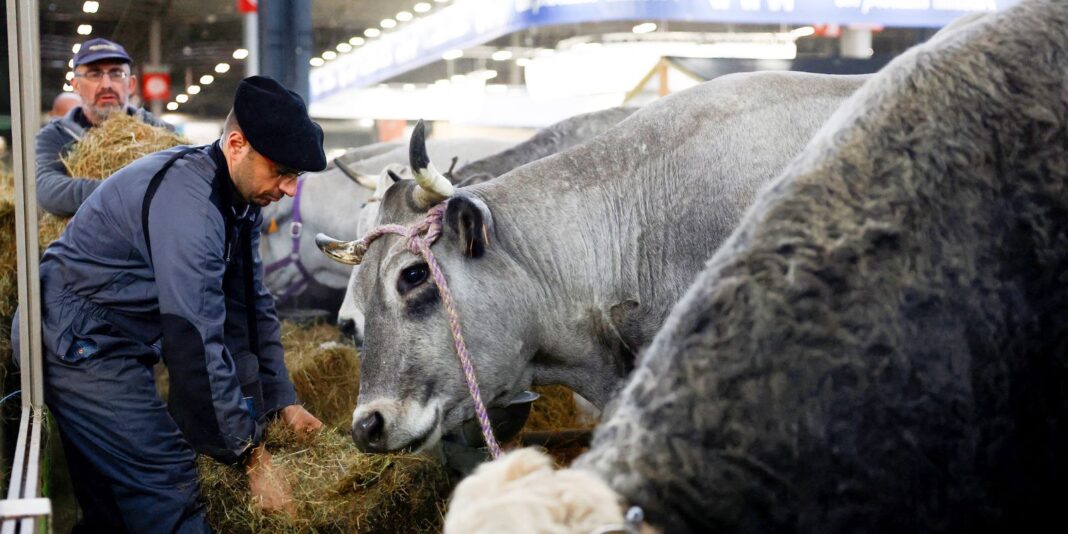 França confirma primeiro caso humano do vírus Shamonda, que afeta animais