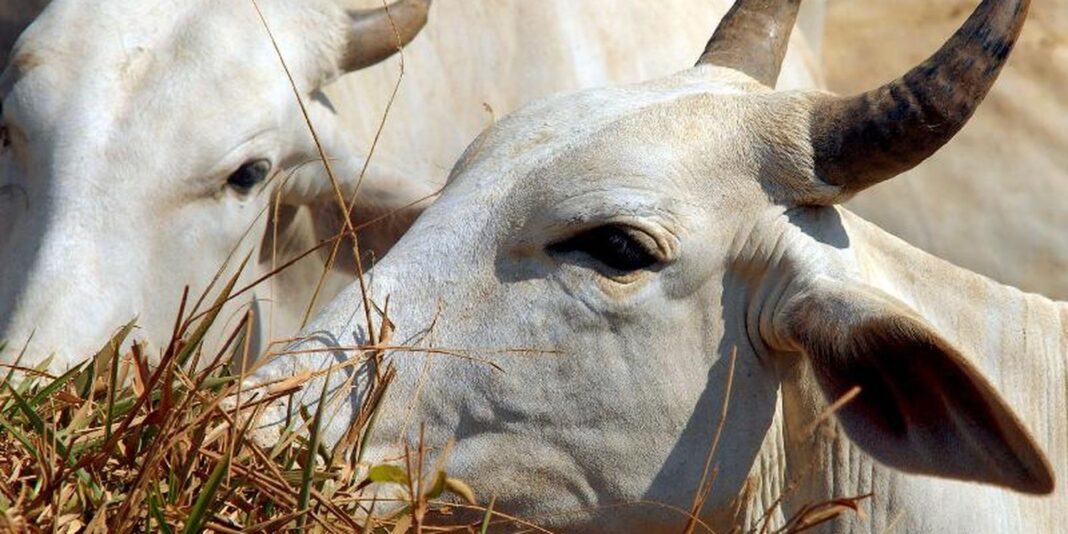 Carne brasileira terá tarifa de 67% para exportação à China